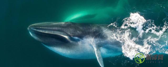 蓝鲸是不是世界上最大的动物(蓝鲸鱼是不是世界上最大的动物)