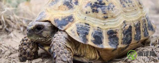 斑点龟是国家保护动物吗(斑纹龟是保护动物吗)