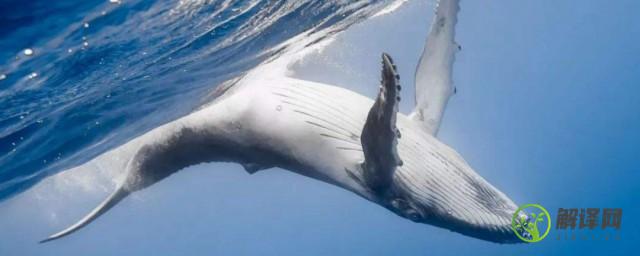 鲸爆和鲸落的区别是什么(鲸落与鲸爆的区别)