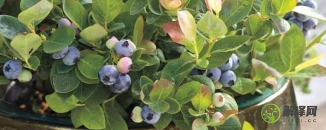 在家种蓝莓使用什么花盆(蓝莓用什么花盆种植)