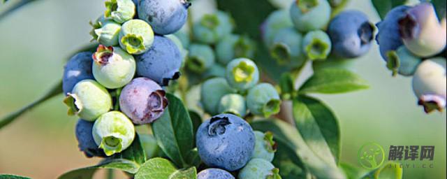 吃蓝莓对孕妇的好处(吃蓝莓对孕妇有什么好处)