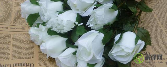 白玫瑰真正的花语(白玫瑰真正的花语英语)