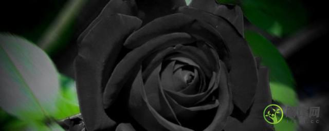 世界上花语最黑暗的花是什么(世界上最黑暗的花的花语有哪些)