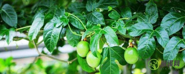 橄榄树的养殖方法和注意事项(橄榄树要怎么养)