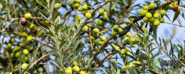 橄榄树一般什么时间种(橄榄树几月份种植)