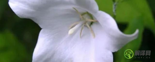 白色桔梗花的花语是什么(白色桔梗花语是什么?)