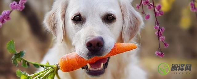 宠物狗狗能吃蔬菜吗(狗狗不能吃蔬菜吗)