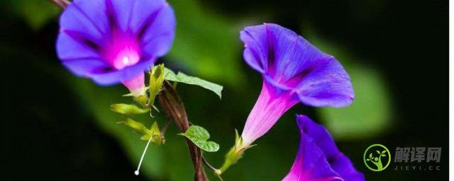 紫茉莉的花语及介绍(紫茉莉的花语是什么)