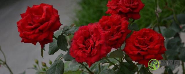 红色月季花的花语(红色月季花的花语纯洁的恋人)