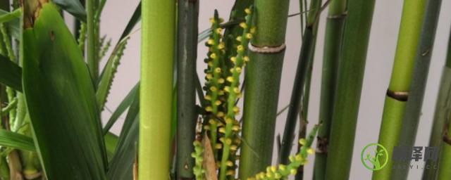 水竹子的养殖方法(水竹子的养殖方法和技术)