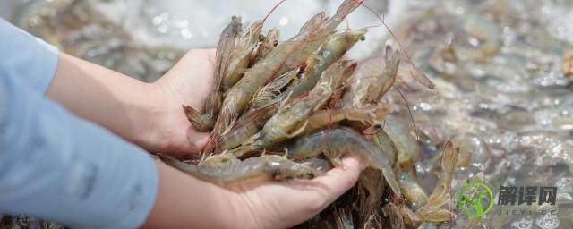 观赏螯虾养殖方法(观赏螯虾怎么饲养)