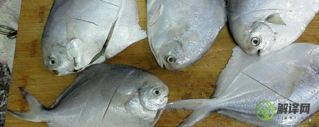 小银鲳鱼怎么处理内脏(小的银鲳鱼需要清理内脏吗)