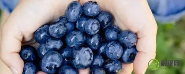 蓝莓没熟能吃吗(蓝莓没熟能吃吗怎么吃)