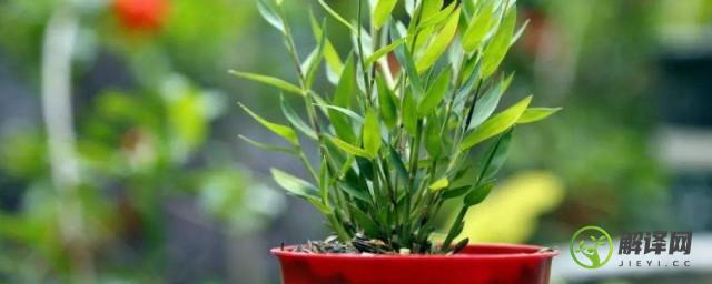 斑入风竹养殖方法(斑竹的种植方法)