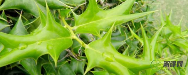 八角刺树养殖方法(八角刺树种植技术)