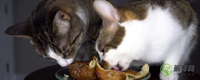 猫可以吃红薯吗(小奶猫可以吃红薯吗)