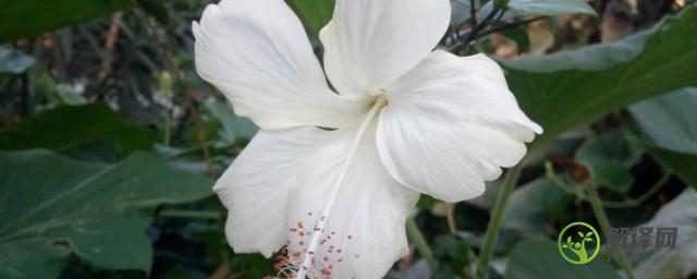 白色木槿花的花语(木槿花的花语?)