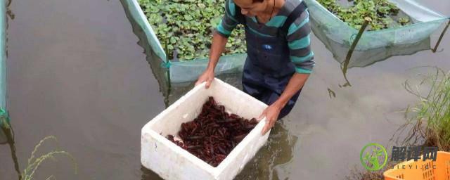 龙虾养殖技术方法要点(养殖龙虾的方法与技巧)