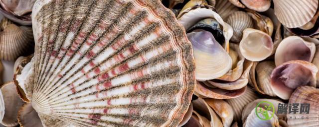 贝壳类海鲜的营养价值和保存方法