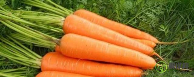 胡萝卜属于碳水还是蔬菜(胡萝卜是碳水化物吗)