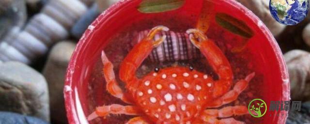 螃蟹和草莓可以一起吃吗(螃蟹和草莓可以一起吃吗孕妇)