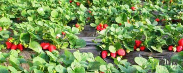 大棚草莓的种植方法(大棚草莓的种植方法和管理技术)