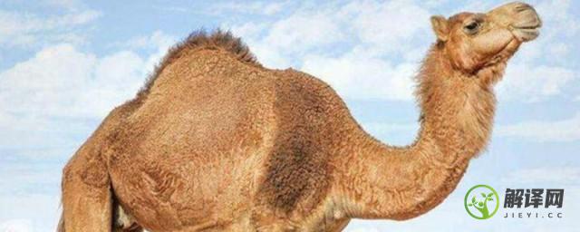 骆驼肉能吃吗