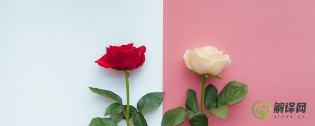 白玫瑰和红玫瑰的寓意(白玫瑰和红玫瑰的寓意是什么谁说的)