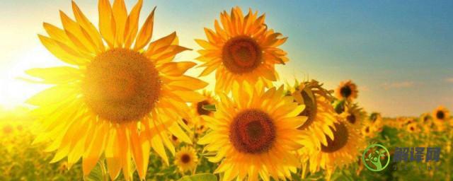 太阳花的寓意和花语是什么(太阳花有什么含义和寓意)
