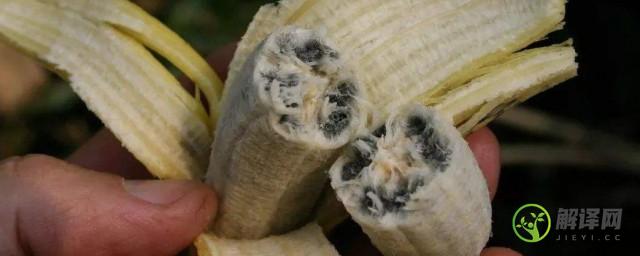 香蕉里面的黑籽是什么(香蕉里面的黑籽是什么作用)