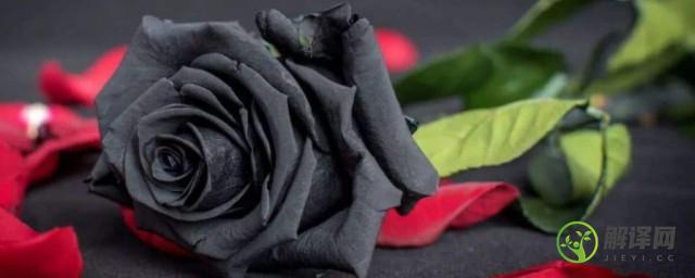黑玫瑰花语是什么(黑红玫瑰的花语)