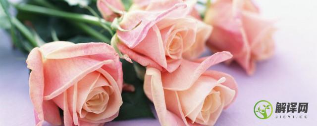 白玫瑰和粉玫瑰的寓意(白玫瑰与粉玫瑰的寓意)