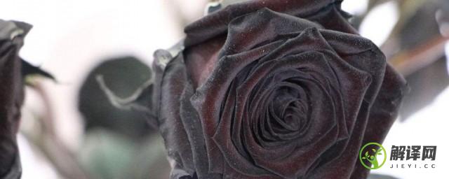 黑玫瑰花语及代表意义(黑玫瑰花的花语是什么意思)