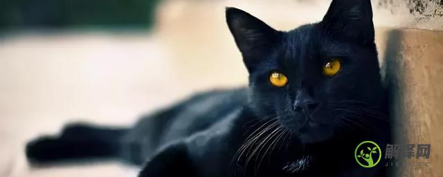 黑猫代表什么(家中来黑猫代表什么)