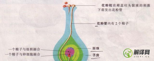 被子植物生殖过程(被子植物生殖过程的顺序)