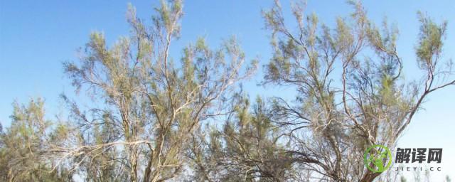 梭梭树被称之为什么(梭梭树是草还是树)