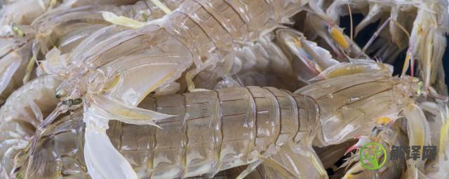 什么季节吃皮皮虾是最佳时间(吃皮皮虾最好的季节是什么时候)
