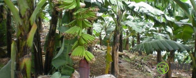 种植香蕉的技术方法(香蕉怎样种植技术)