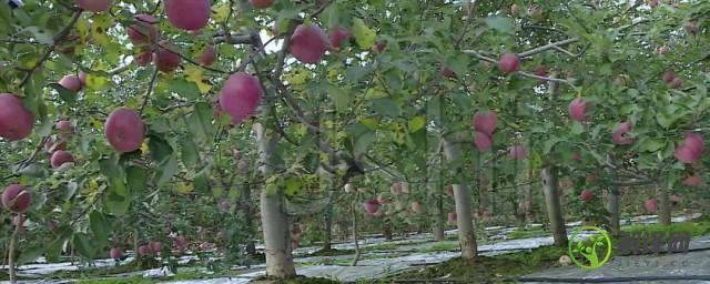 苹果树种植方法及过程(苹果树种植方法及过程记录)
