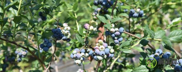 蓝莓种植(蓝莓种植时间)