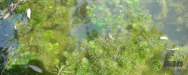 金鱼藻种植(金鱼藻种植水深)