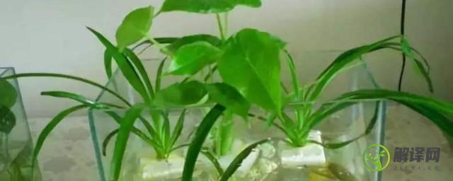 水养植物(水养植物烂根解决方法)