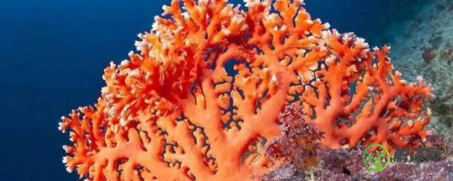 珊瑚和珊瑚虫的区别是什么(珊瑚虫跟珊瑚的区别是什么)