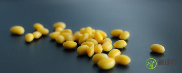 黄豆做肥料注意的事项怎么正确制作花肥