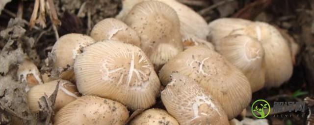 蘑菇的品种(蘑菇的品种及名称大全)