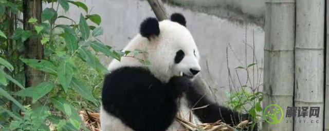 大熊猫是什么科的动物(大熊猫属于哪个科的动物)