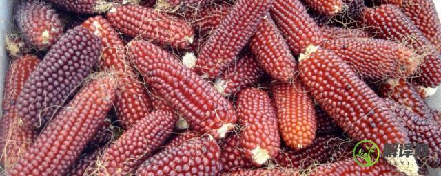 红色玉米是什么品种(红玉米品种介绍)