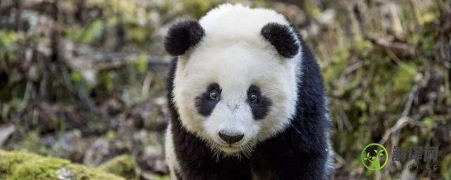 大熊猫几级保护动物(大熊猫几级保护动物是什么)