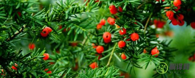 红豆杉的正确食用方法可以直接食用吗