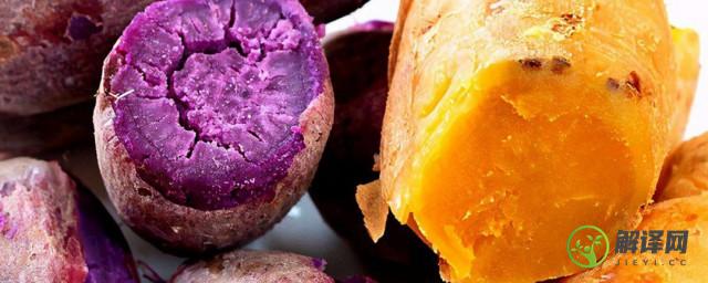 红薯和紫薯的区别(紫罗兰红薯和紫薯的区别)